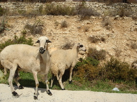 Greekitnow.com © Sheep