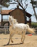 Cyprus Horse Riding